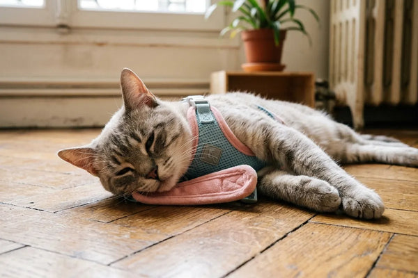 Gatto rilassato che indossa la pettorina in velluto morbido nell'erba