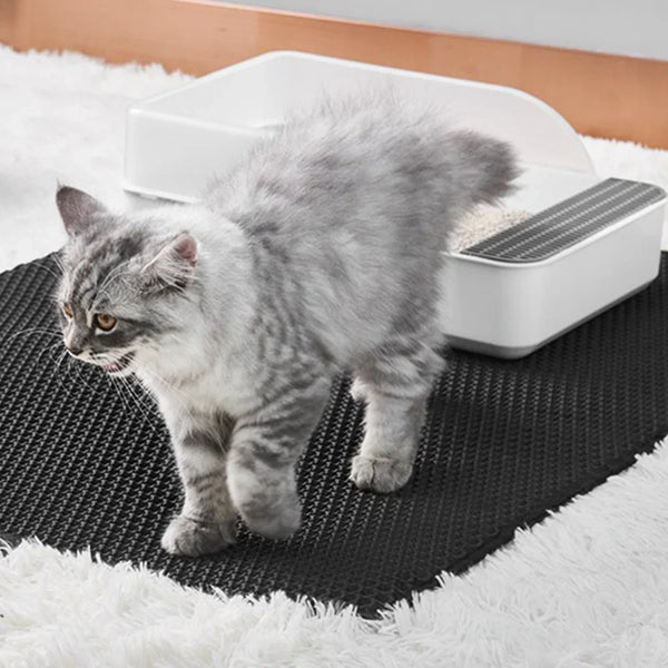 Gatto che esce dalla sua lettiera con granelli attaccati alle zampe