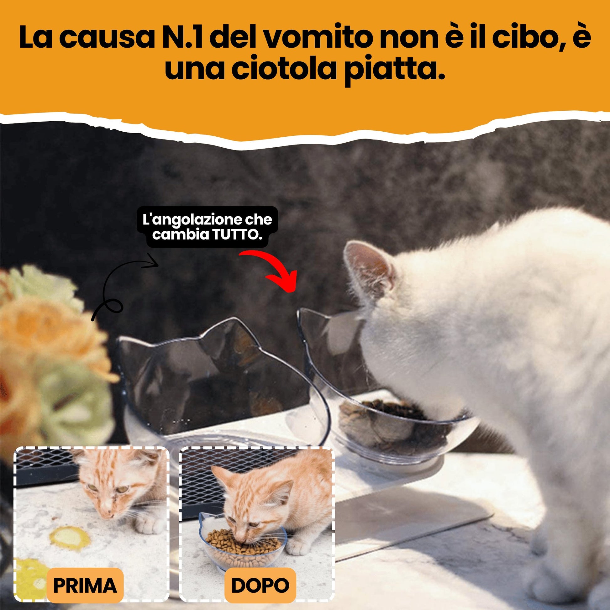 Royal Matou: basta vomito dopo i pasti.