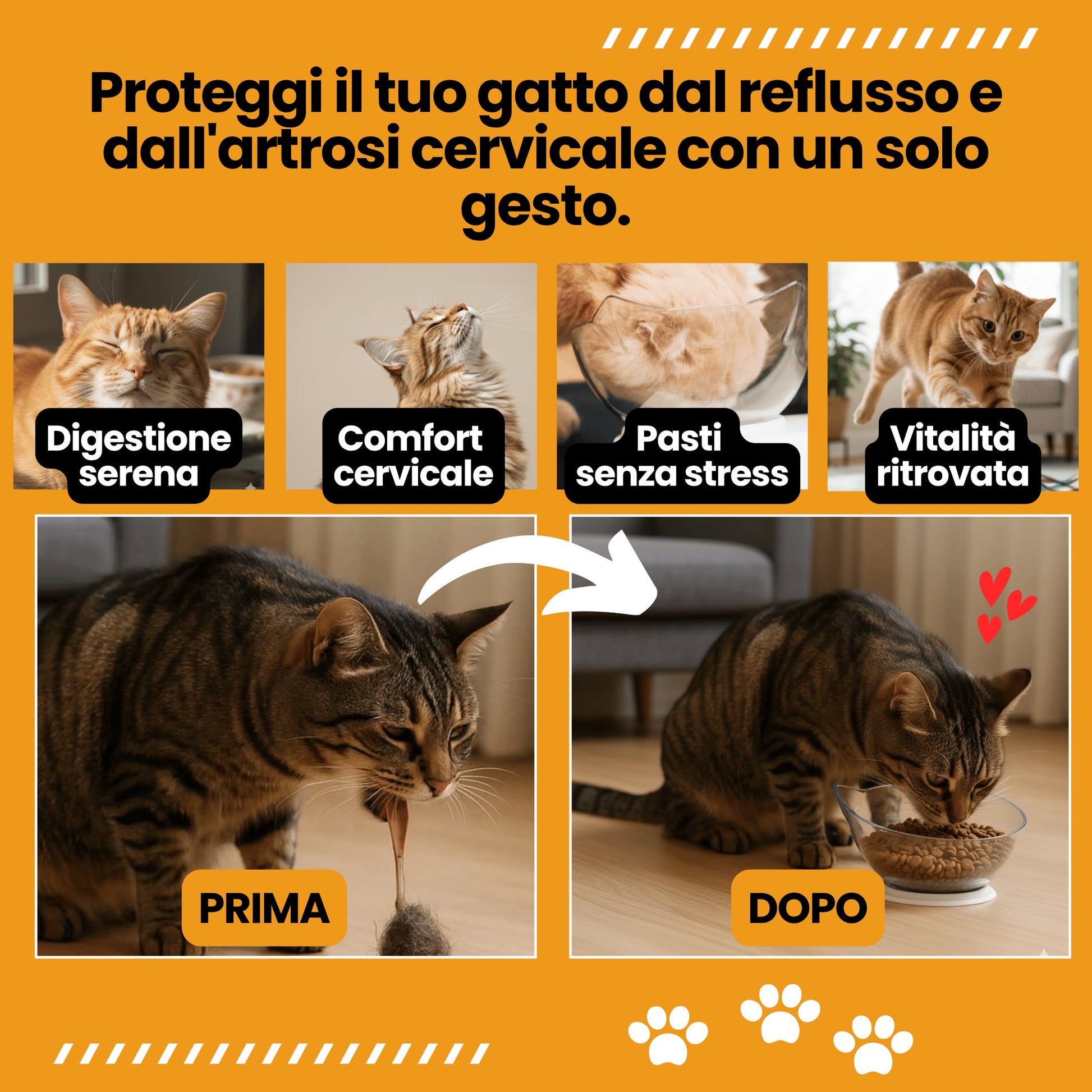 Royal Matou: basta vomito dopo i pasti.
