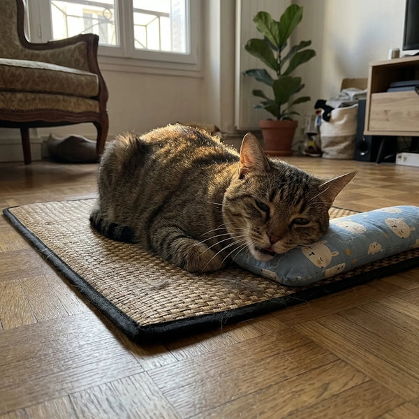 Gatto sistemato sul suo tappetino rinfrescante a casa