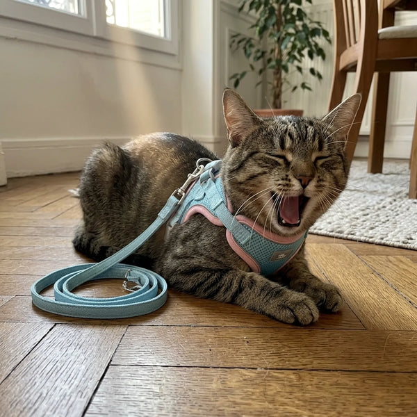 Gatto in passeggiata all'aperto tenuto al guinzaglio con la sua pettorina Gattone