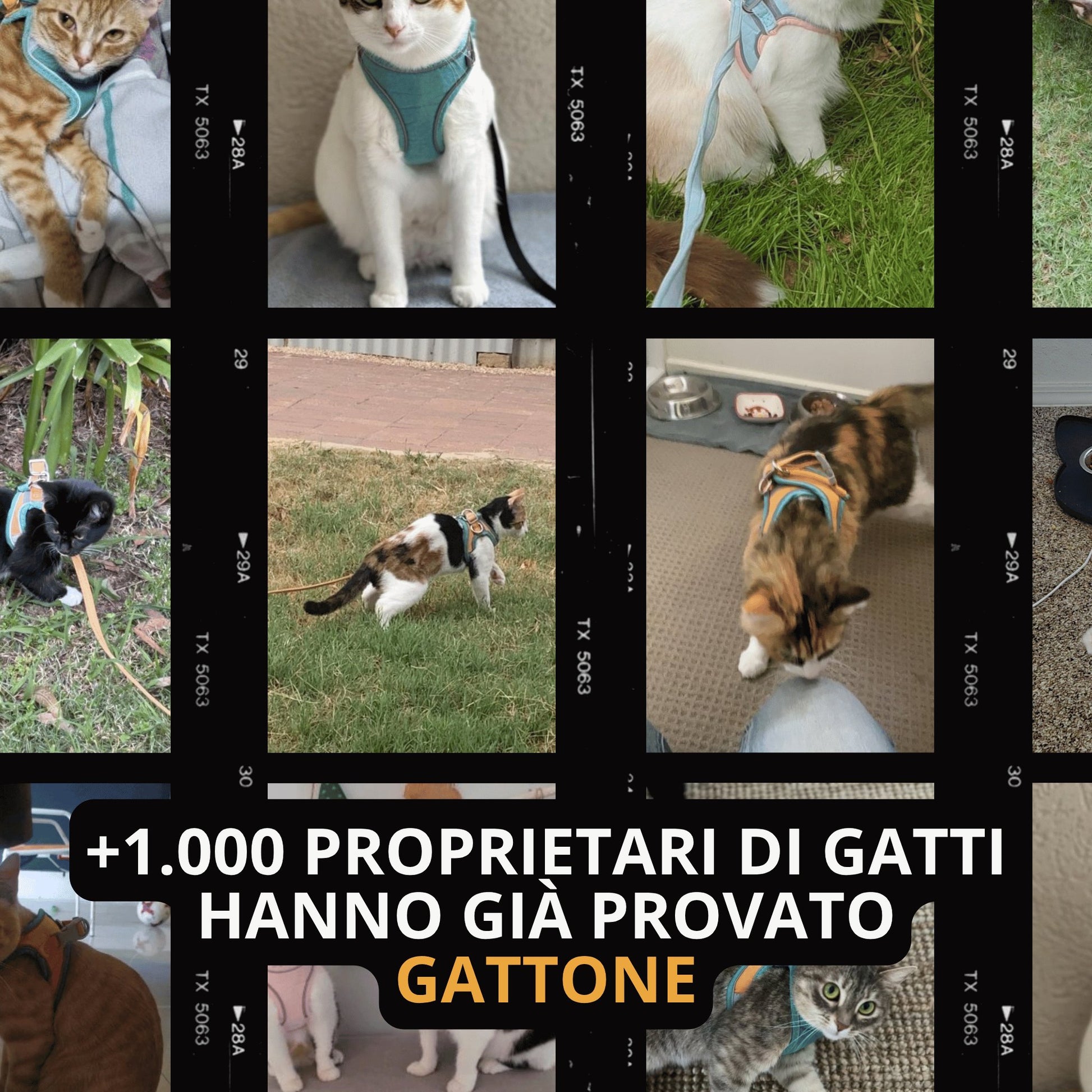 Pettorina antifuga e guinzaglio - Per gatto d'interno e avventuriero