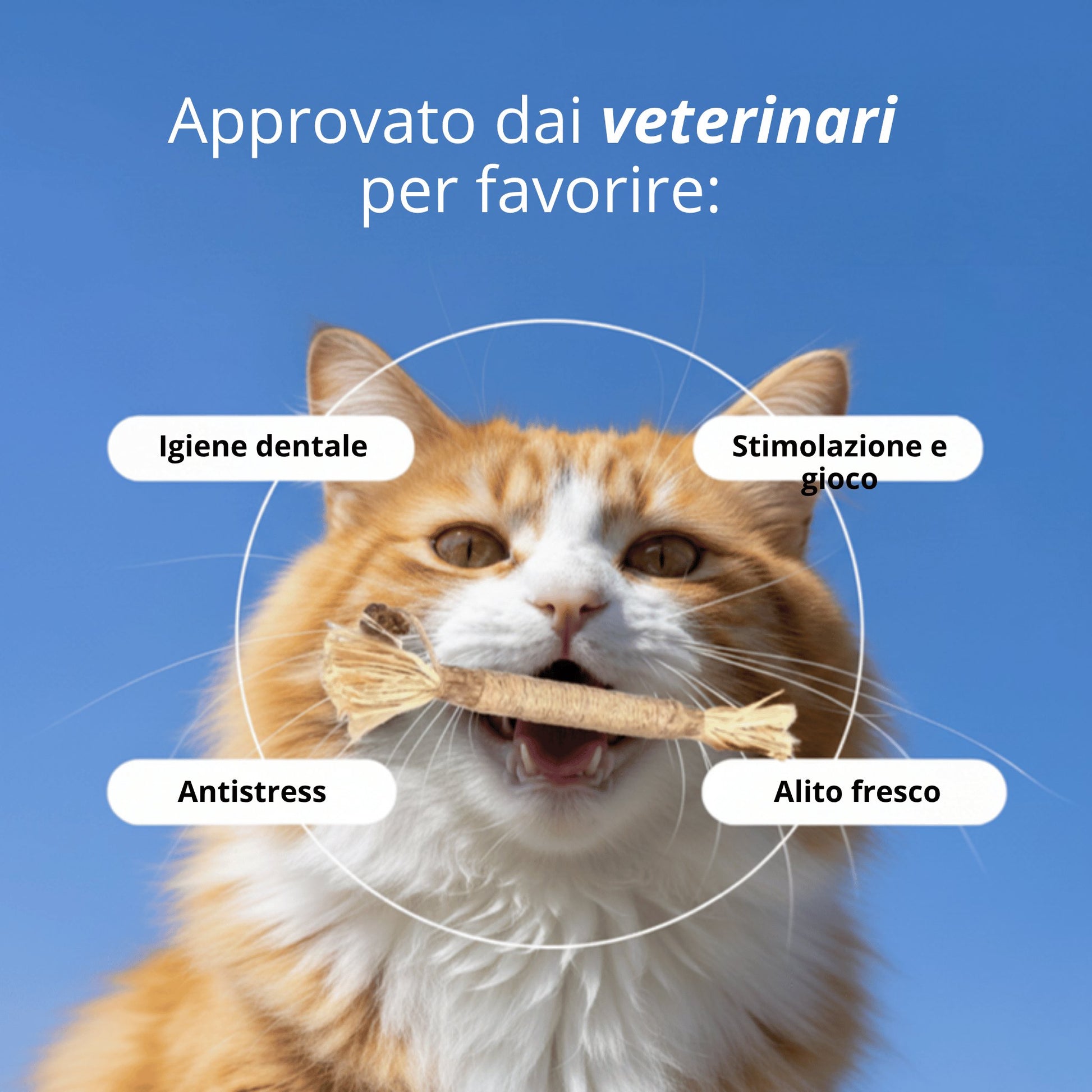 Stick Gattone: la cura dentale 100% naturale per il tuo gatto
