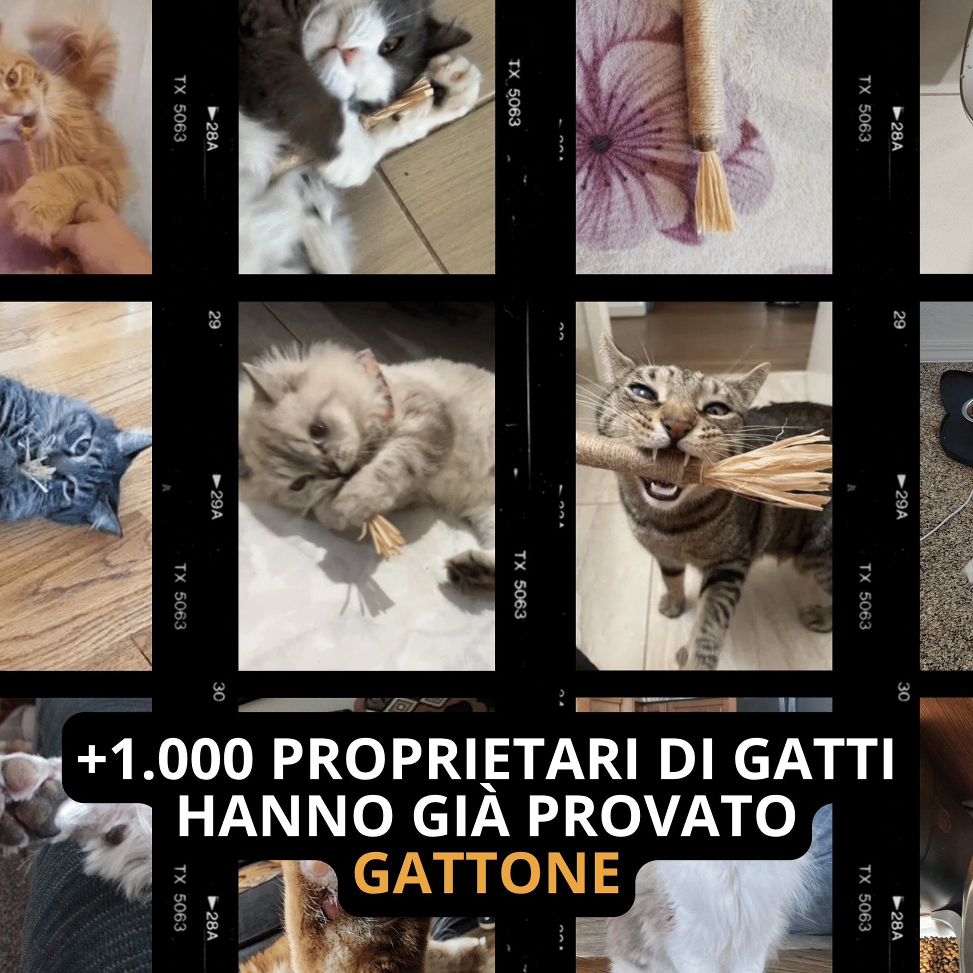 Stick Gattone: la cura dentale 100% naturale per il tuo gatto
